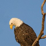 10SB8858 American Bald Eagle